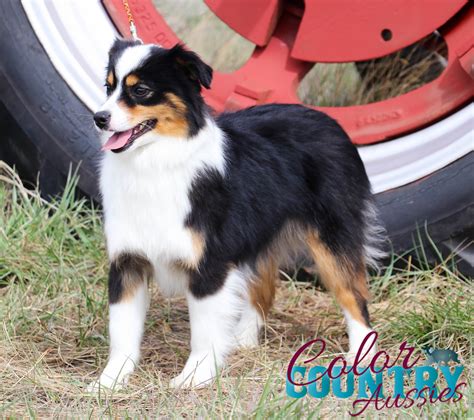 Dare Black Tri Female 1 Color Country Aussies