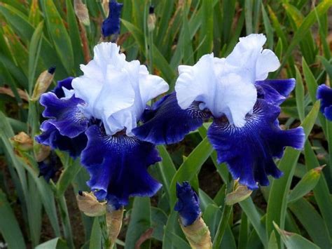 Irises Flower Types Plant Varieties How To Grow And Care Florgeous