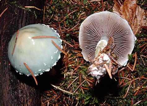 Stropharia Aeruginosa The Ultimate Mushroom Guide