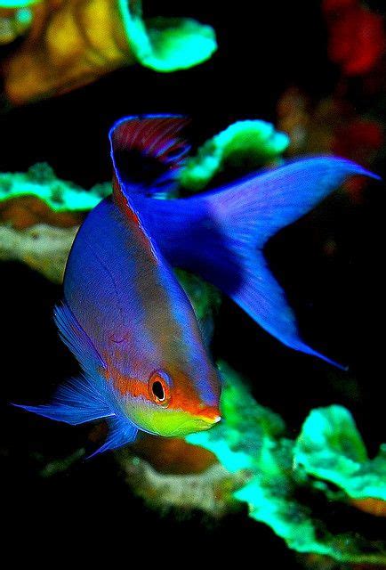 17 Best Images About Tropical Fish On Pinterest Colorful