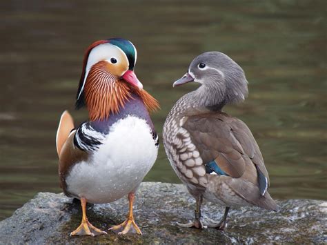 Mandarin Duck Aix Galericulata