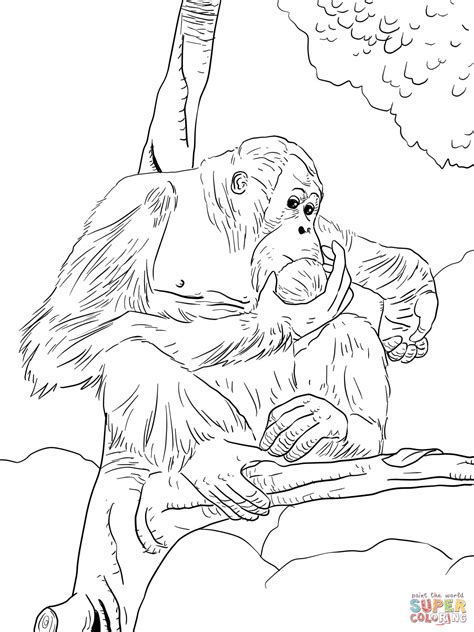 Just print them out and color them in, or you can even color them digitally! Orangutan Coloring Pages - Kidsuki