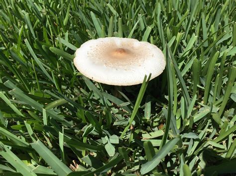 Quick Tip: What causes mushrooms in my Gainesville lawn? | The Masters Lawn Care