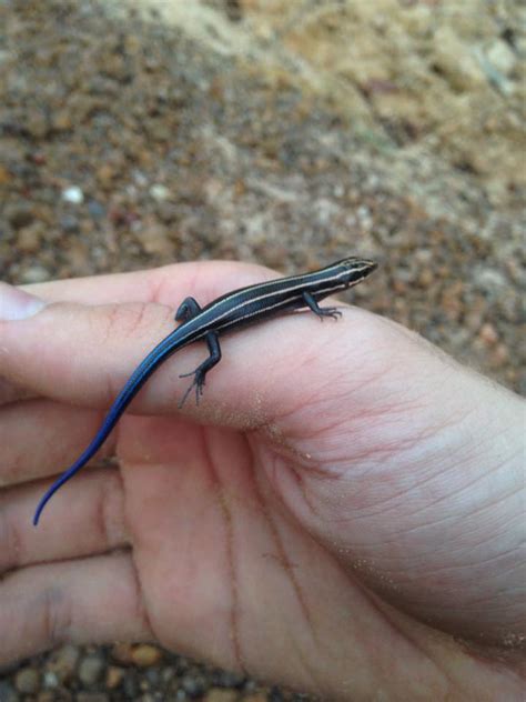 Found This Beautiful Blue Tailed Skink I Think In The Woods By My