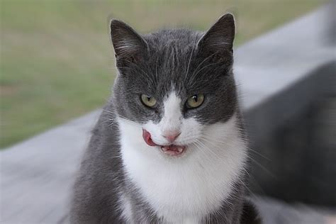 Sweet And Friendly Female Gray And White Cat Licking Her C