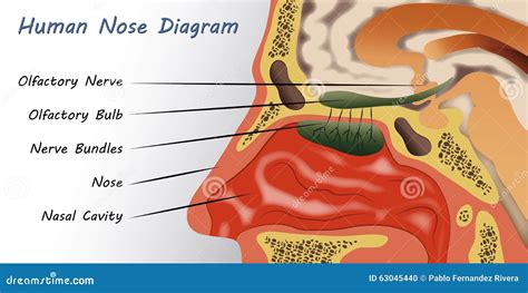 Human Nose Diagram Stock Vector Illustration Of Vector 63045440