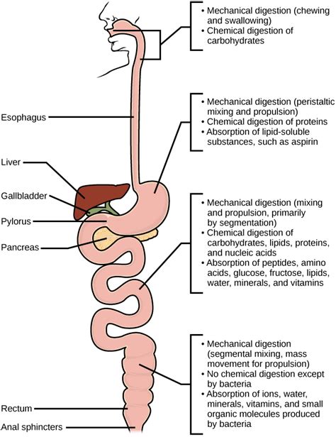 Digestive System Processes Biology For Majors Ii