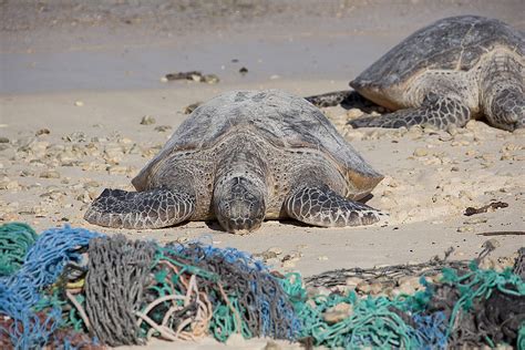 Green Turtles Amid Marine Debris Marine Debris Poses A Haz Flickr