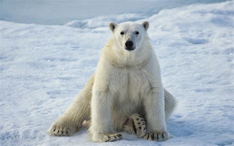 Polar Bears Animals Amazing Facts And Latest Pictures The Wildlife