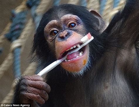 I Wanna Chew Like You Cheeky Baby Chimp Caught On Camera Brushing His