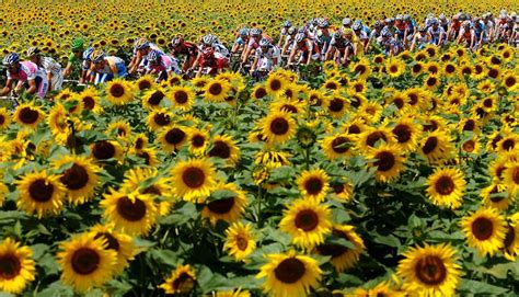 Sunflowers The Peloton In The Tour De France Undated Tdf Tour De