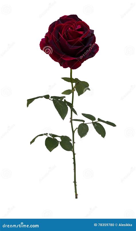 Dark Red Rose Stock Photo Image Of Fragility Beautiful 78359780
