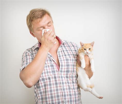 Tienes Alergia A Los Gatos Trucos Que Funcionan Eroski Consumer