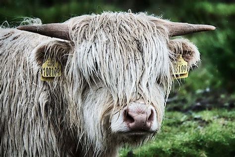 Wet Highland Cow Scotland By Stuart Litoff Scottish Highland Cow