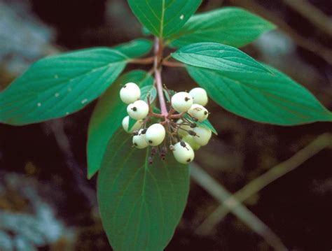 How To Grow Red Twig Dogwood A Native Plant For Winter Interest