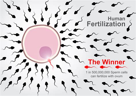 Human Fertilization 500000000 Sperm Cells Race To Fertilize With
