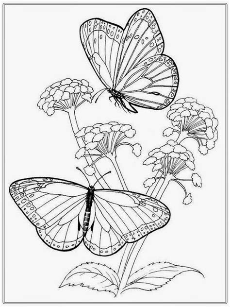 A bridge over a stream with trees and butterflies. Coloring Pages Of Butterflies Monarch Free Butterfly Life ...