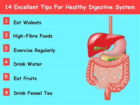 14 Excellent Tips For Healthy Digestive System