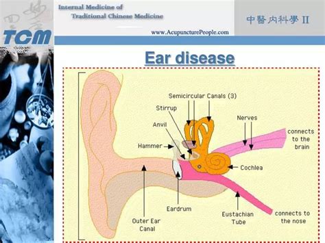 Ppt Ear Disease Powerpoint Presentation Free Download Id3222941