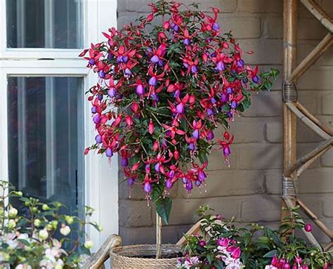 How To Grow Fuchsias Thompson And Morgan