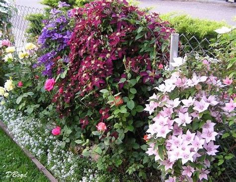 If you like vines that will climb up your fence and along the top of it, consider a clematis. Six Fun and Funky Ways to Transform your Chain Link ...