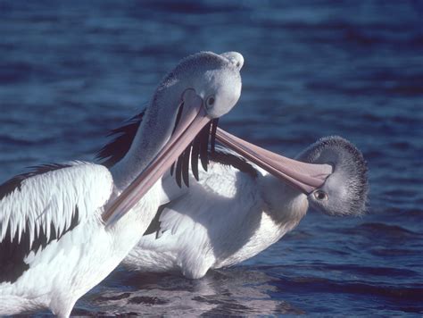 Australian Pelican The Australian Museum