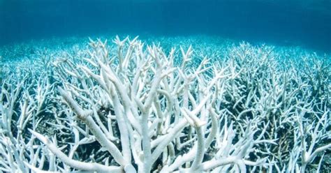 Great Barrier Reef Dying Climate Change Has Caused 89 Decrease In New