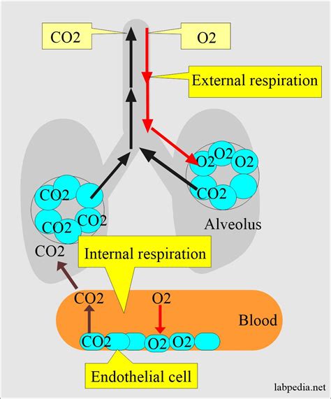 Acid Base Balance Part Arterial Blood Gases Blood Gases Hot Sex Picture