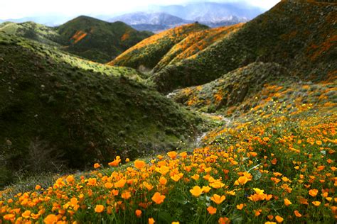 Death Valley Spring Flowers 2020 Why California S Super Bloom Is