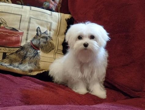 Browse all the puppies for sale charlotte dog club has available. Maltese Puppies For Sale | Hendersonville, NC #115926