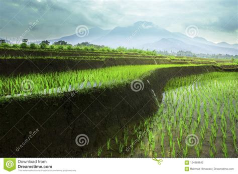 Morning At Rice Fields With Mountain Cloudy Stock Photo Image Of Asia