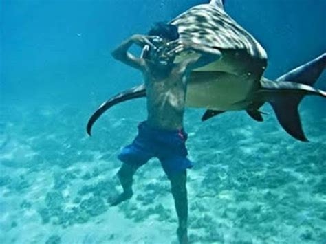 According to the international shark attack file, a global database of shark attacks, a commercial diver was attacked by a porbeagle shark in 2010 while working in the bay of fundy. Shark Attacks Florida Boy Swimming at Cocoa Beach - YouTube