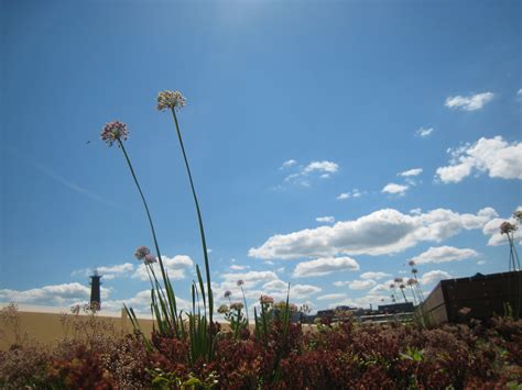 The Muse Seaport Roof Deck — Recover Green Roofs