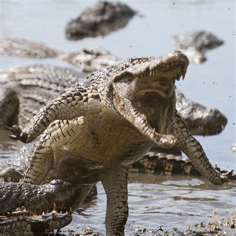 Cuban Crocodile Crocodylus Rhombifer About Animals