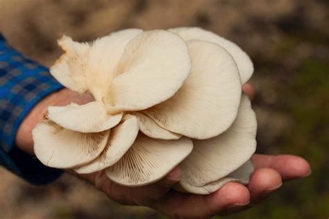 A Sure Proof Guide On How To Identify And Pick Oyster Mushrooms