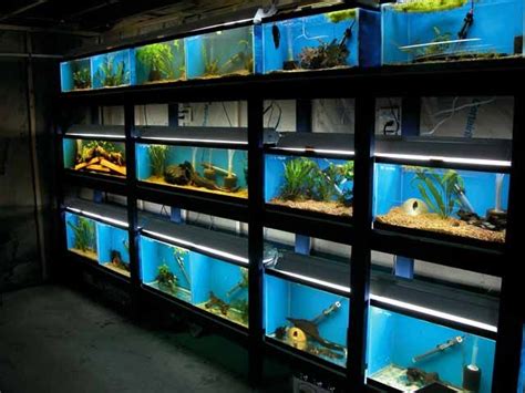 Basement Fish Room