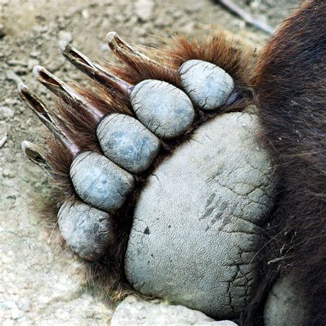 A Grizzly Paw Photograph By Derrick Neill Pixels