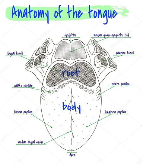 Human Tongue Parts Functions With Details And Diagram