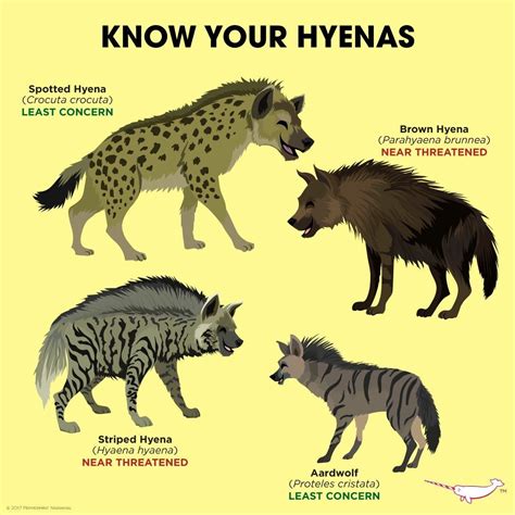 Hienas Hyaenidae Hyena Wild Dogs Animals Wild
