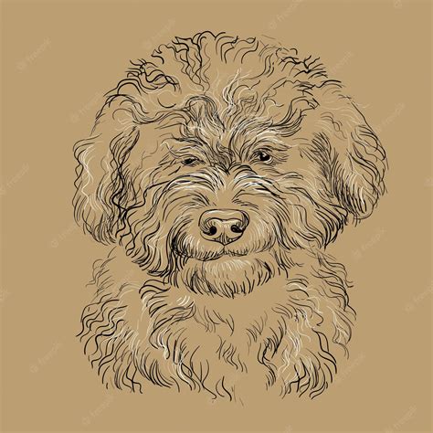 Premium Vector Barbet Dog Close Up Hand Drawing Dog Vector Brown