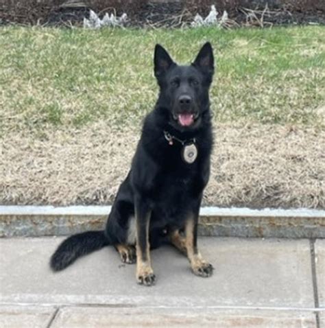 Vested In K9s Upd Four Legged Officer To Get New Protective Vest