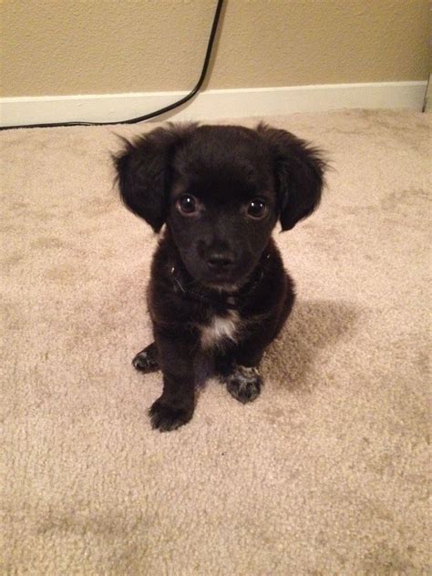 Black Chihuahua Mixed With Poodle Pets Lovers