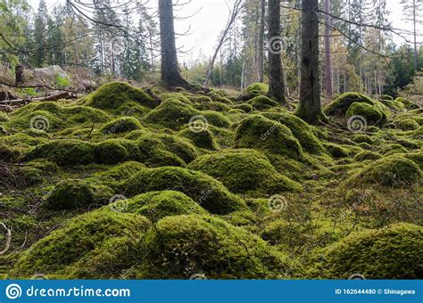Moss Covered Stones In An Untouched Forest Stock Photo Image Of
