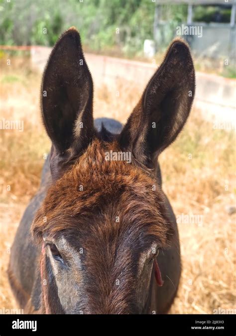 Cute Brown Donkey On A Meadow Stock Photo Alamy