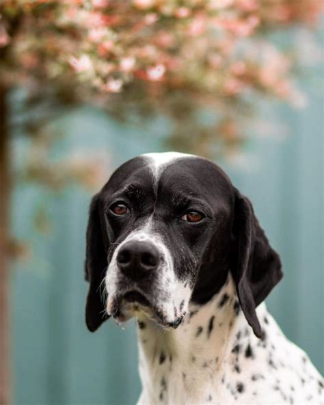 15 Interesting Facts About English Pointer The Dogman