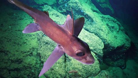 New Deep Sea Animal Discoveries Warrant Expanded Protections In Costa