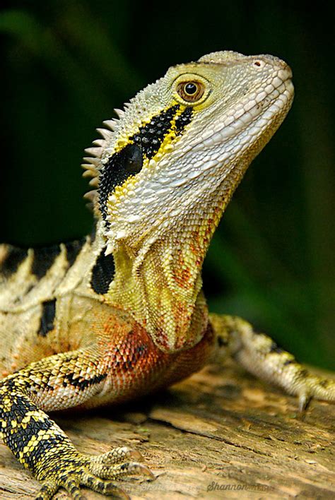 Male Eastern Water Dragon (Physignathus lesueurii).jpg ...