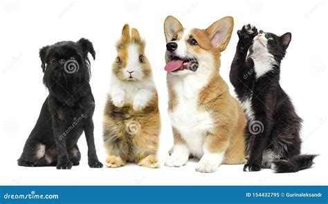 Cat And Dog And Rabbit Together Stock Image Image Of Group Pedigreed