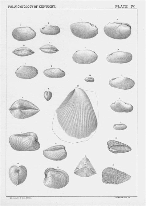 Lithographic Plates From Kentucky Fossil Shells Kentucky Geological
