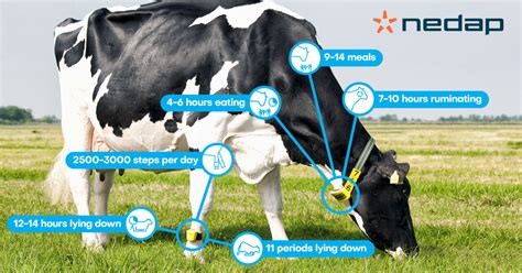 Dairy Health Monitoring Herd Health Management Nedap